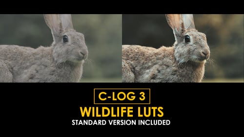 Download C-Log3 Wildlife and Standard Color LUTs Apple Motion Template