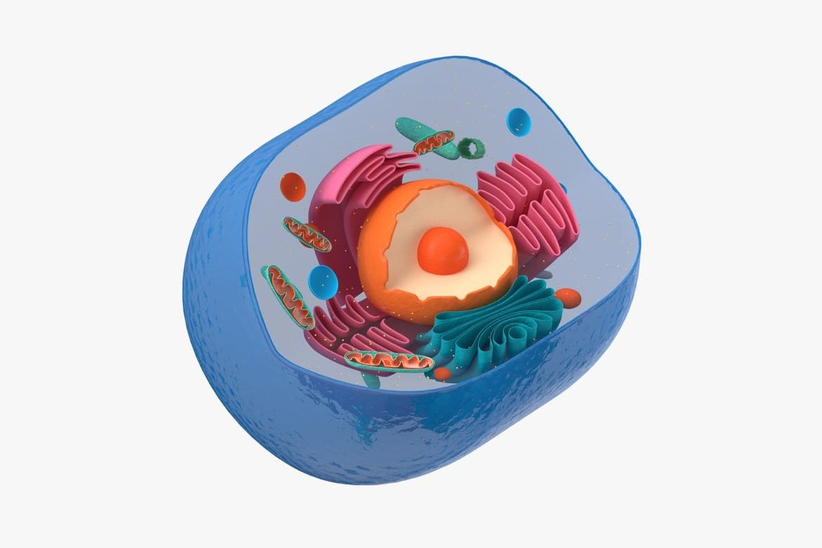 Download Cell Section, Eukaryotic Cell Organelle Visualization 3D Model