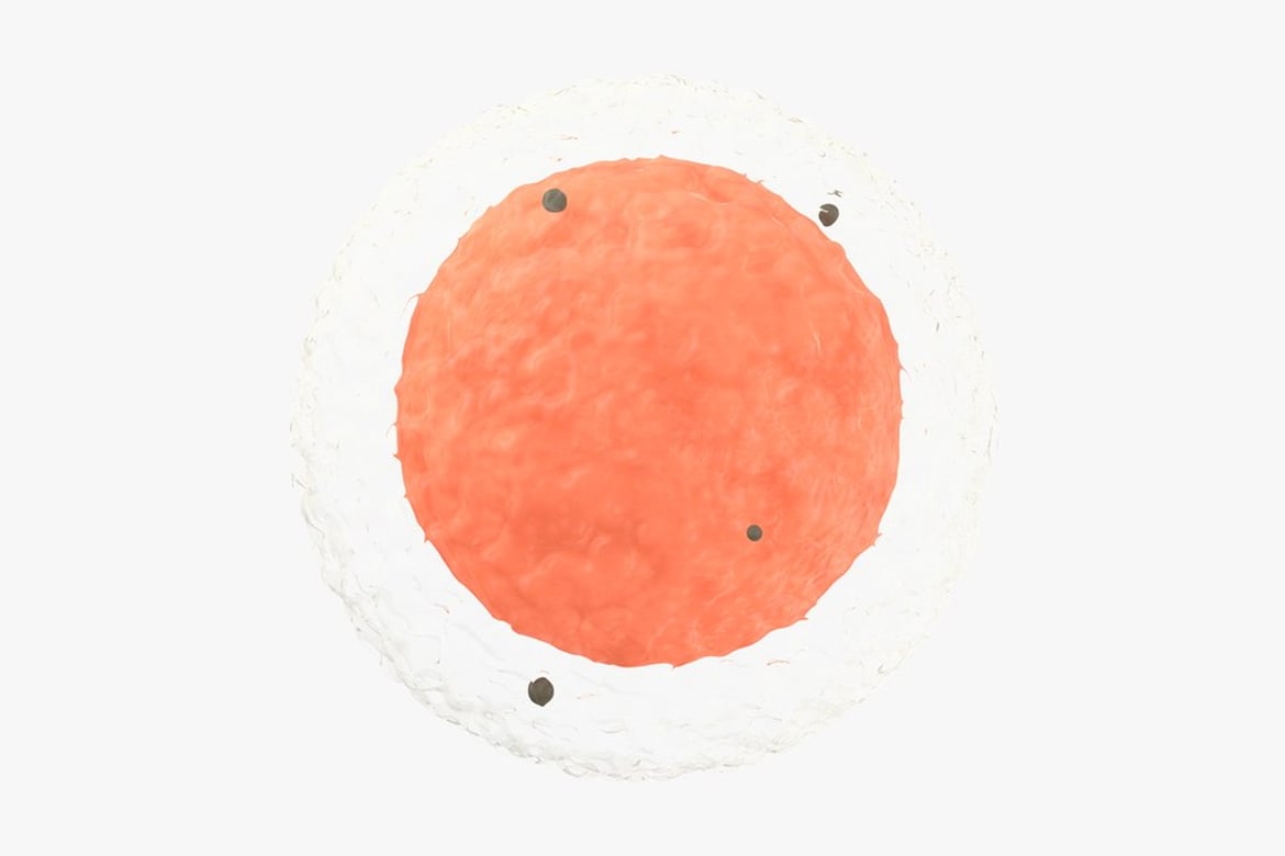 Download Egg Cell, Orange Circle with Textured Surface and Black Dots 3D Model