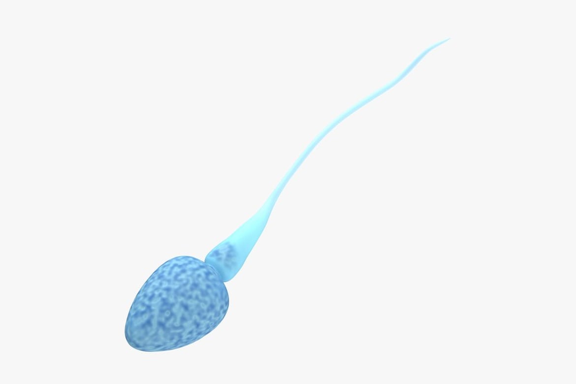 Download Light Blue Sperm Cell with Mottled Head and Smooth Tail 3D Model