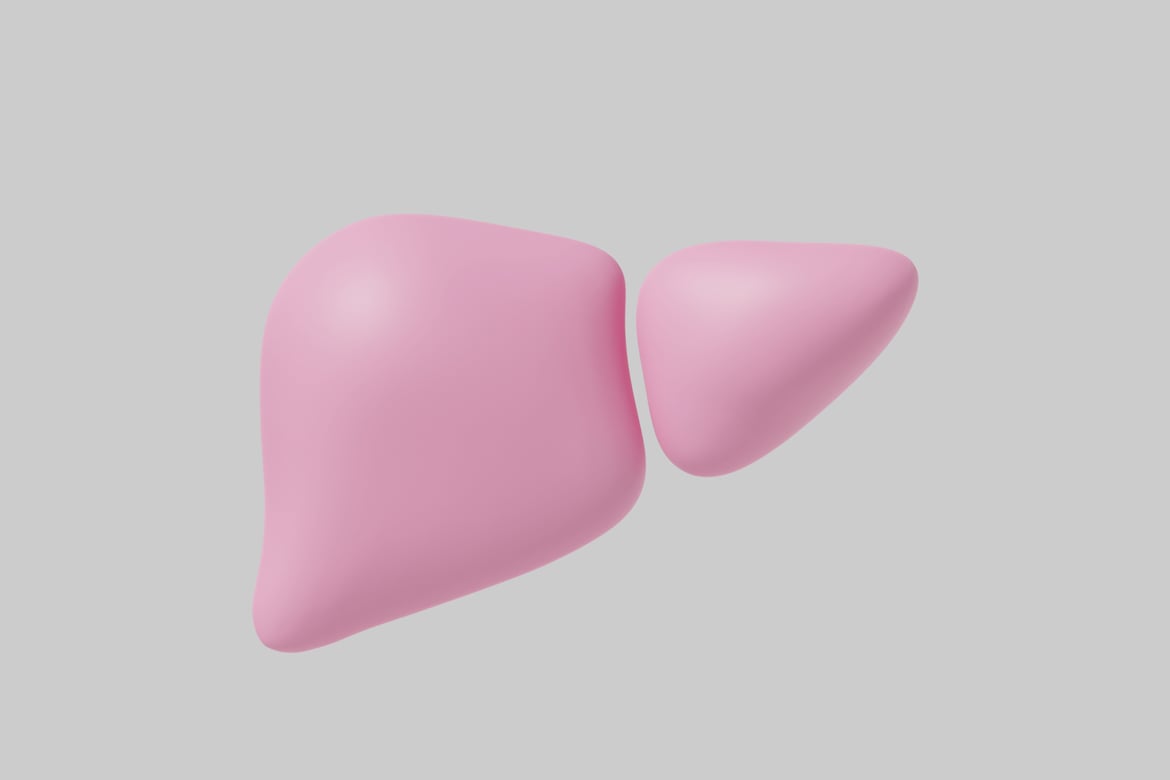 Download Liver. 3D Model