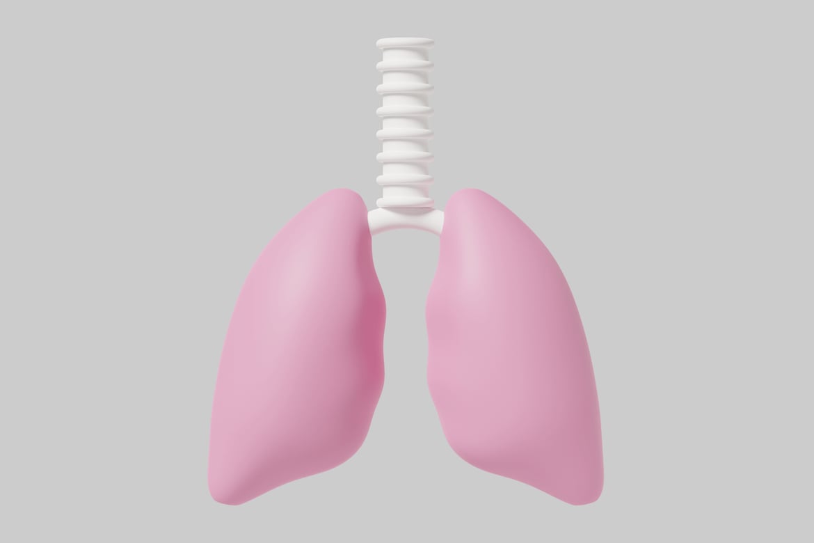 Download Lungs. 3D Model