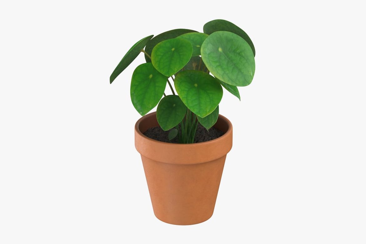 Download Potted Plant with Vibrant Green Foliage 3D Model