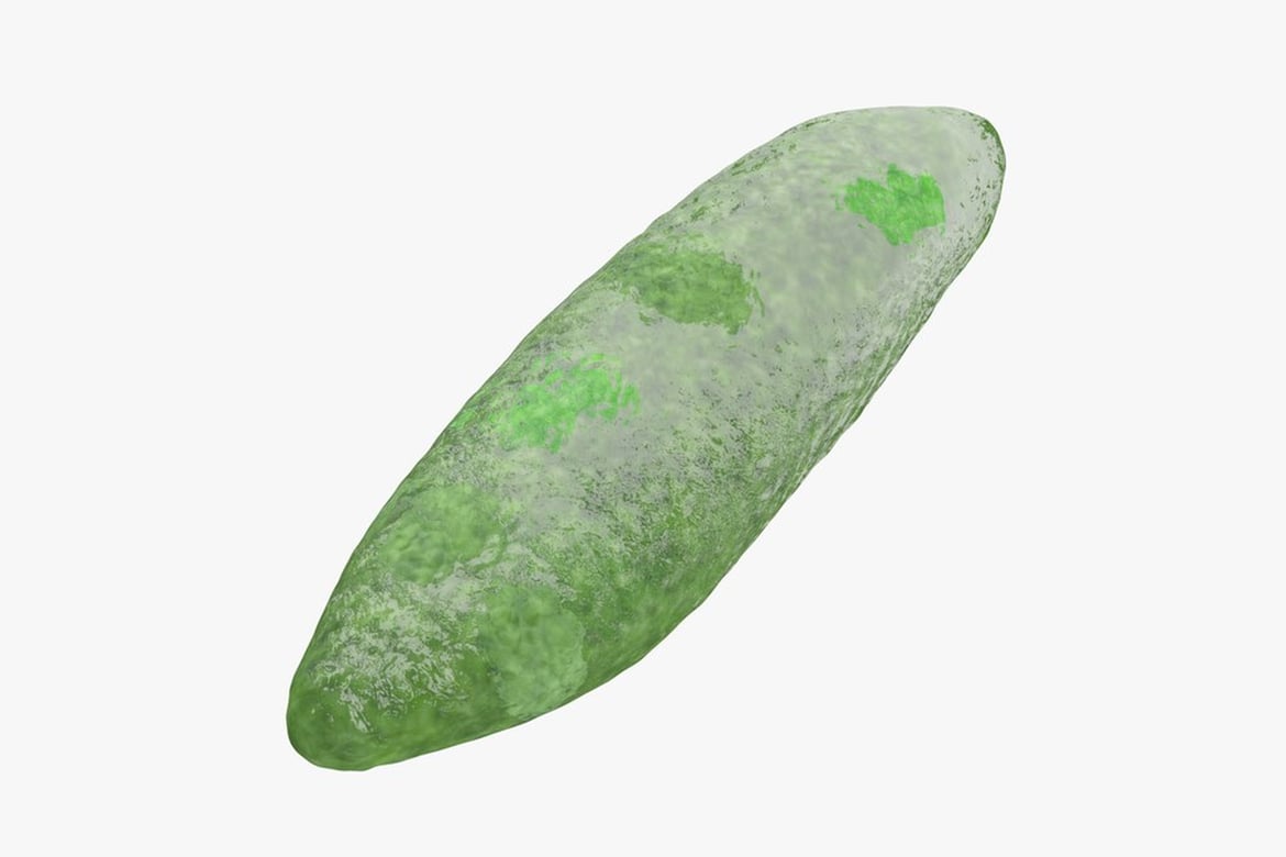 Download Protista, Green Elongated Form with Darker Spots 3D Model