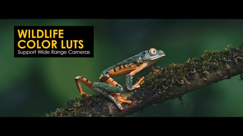 Download Wildlife Color LUTs Apple Motion Template